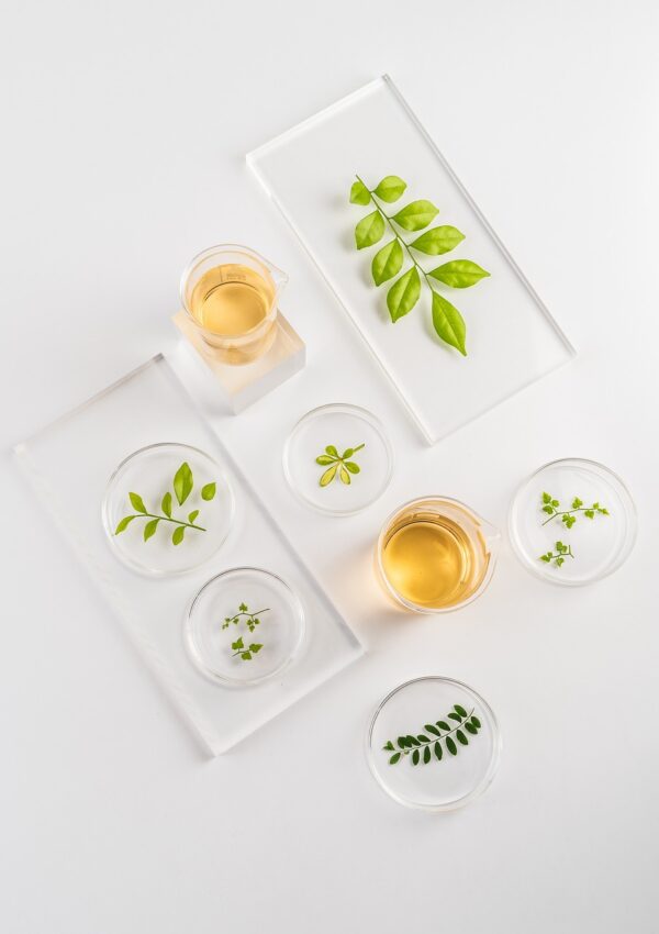 oil, medicinal, nature, healthy, herbs, plant, organic